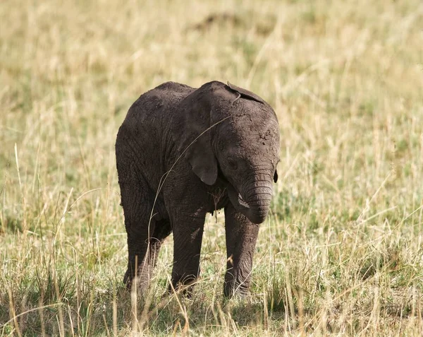 잔디밭에 서있는 코끼리 — 스톡 사진
