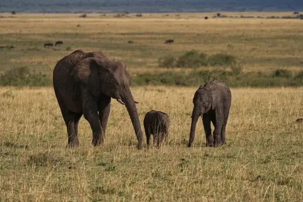 어머니 코끼리와 그녀의 들판을 — 스톡 사진