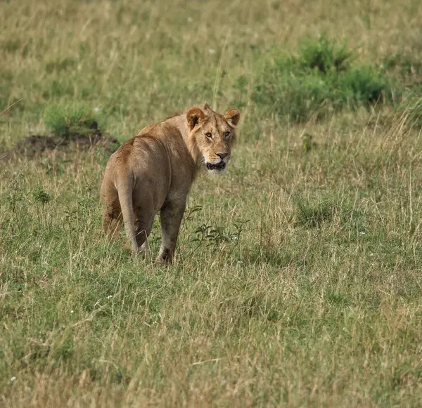 Otlak arazide yürüyen bir aslan.