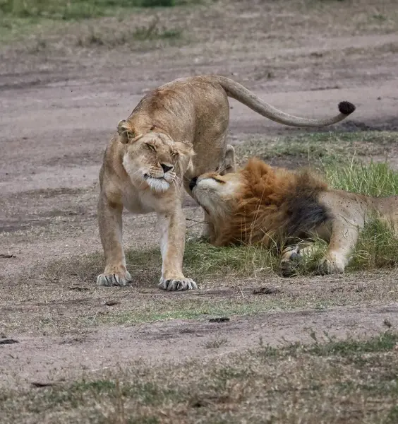 Bir aslan ve dişi aslan çamurda oynuyorlar.