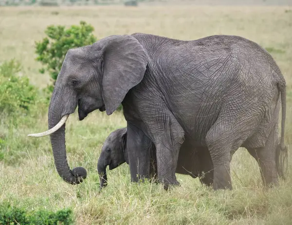어머니 코끼리와 그녀의 들판을 — 스톡 사진