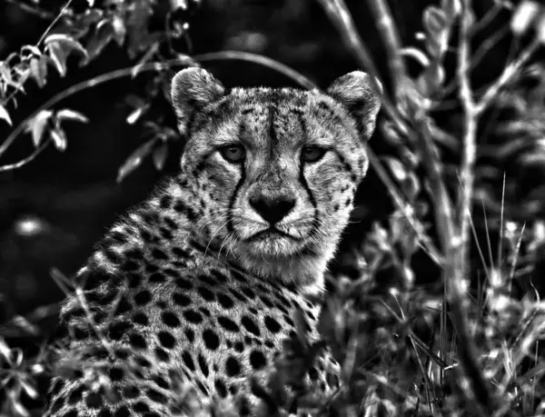 Çimlerin üzerinde oturan bir çita kameraya bakıyor.