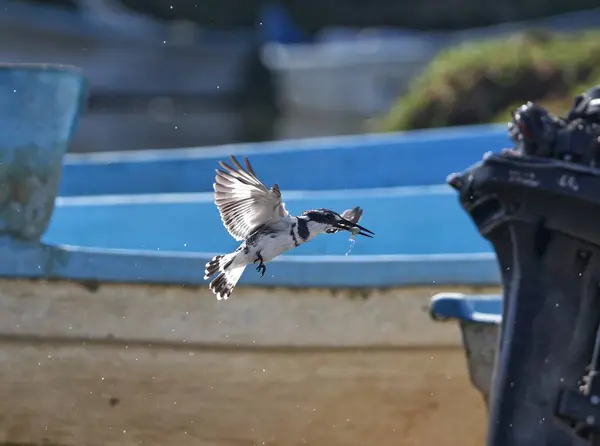 a bird flying over a boat in the water