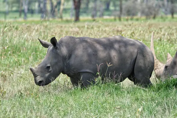 Otlakta otlayan iki gergedan.