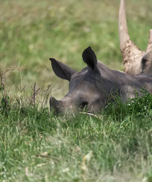 Bir gergedan arka planda başka bir gergedan ile çimenlerde yatıyor.