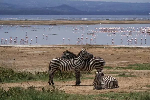 İki zebra bir su kütlesinin yanında yan yana duruyor.