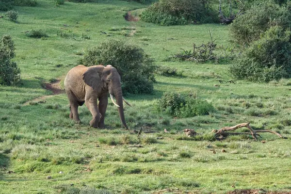 나무와 잔디밭을 코끼리 — 스톡 사진