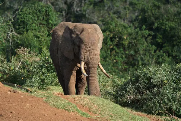 야생에서 경로에 코끼리 — 스톡 사진