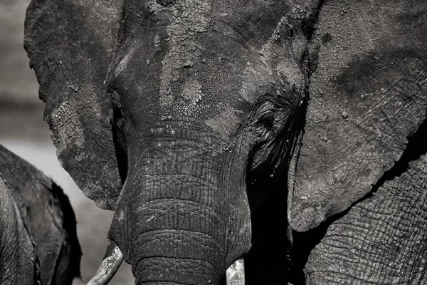 배경에 코끼리가있는 코끼리 — 스톡 사진