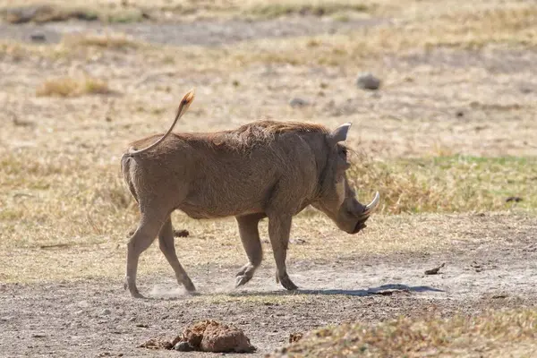 Yavru bir yaban domuzu toprak arazide yürüyor.