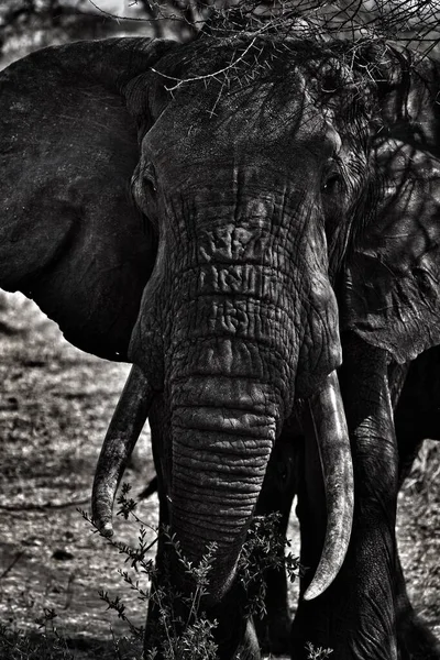 트렁크가 연장과 잔디에 서있는 코끼리 — 스톡 사진