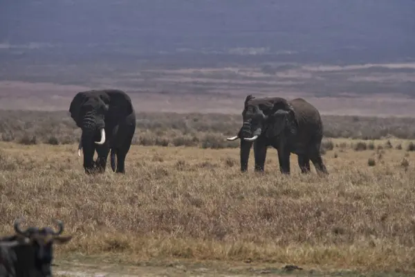 야생동물과 들판에 코끼리 — 스톡 사진