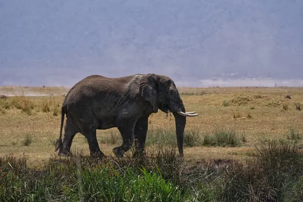 배경에 산이있는 필드를 코끼리 — 스톡 사진
