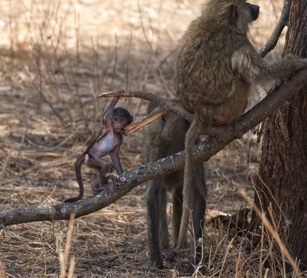 Baboon Baby Monkey Sitting Tree Branch — Stock Photo, Image