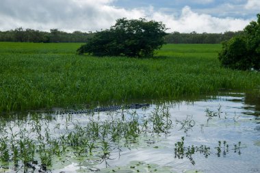 Sidney Briç Şehri Avustralya
