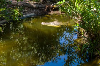 Doğu kıyısı Avustralya plajları