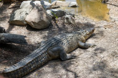 Şelale Avustralya Doğu Kıyısı