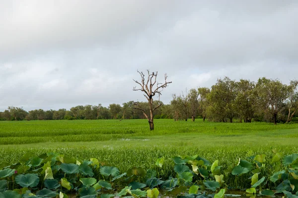 Sidney Briç Şehri Avustralya