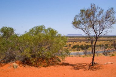 Çölün ortasında yalnız bir ağaç.