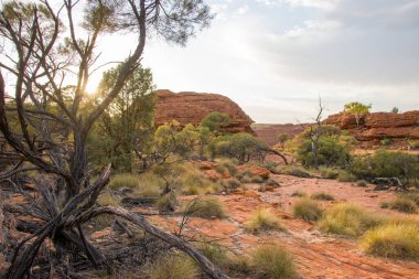 Sidney Briç Şehri Avustralya