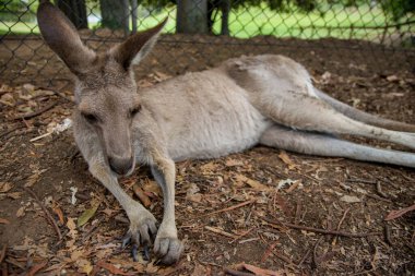 Sidney Briç Şehri Avustralya