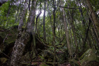 Bir sürü ağaç ve kayanın olduğu bir orman.