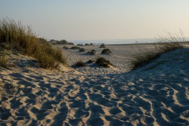 Kumlu, otlu ve birkaç çalılı bir sahil.