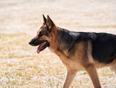 Köpek Alman çoban köpeği.