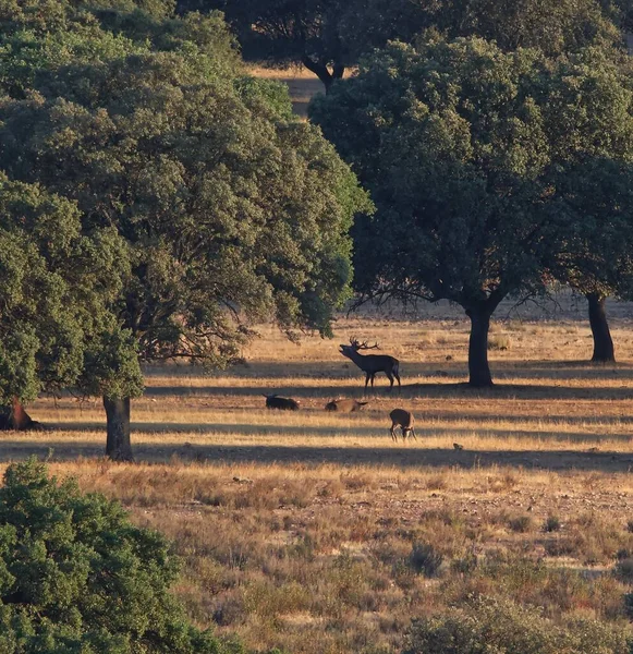 Ağaçlı bir tarlada bir geyik sürüsü