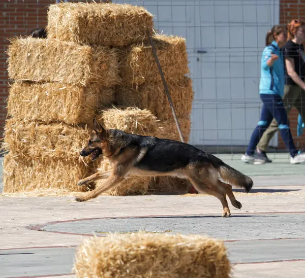 Bir saman yığınının önünde koşan bir köpek.