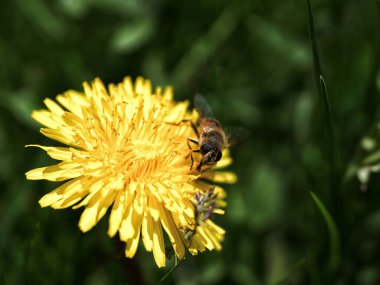Bir tarlada sarı bir çiçekte bir arı
