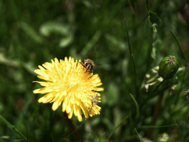 Bir tarlada sarı bir çiçekte bir arı