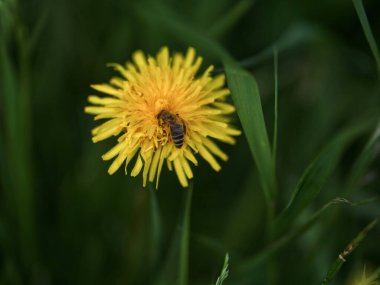 Yeşil yapraklı sarı çiçekli bir arı.