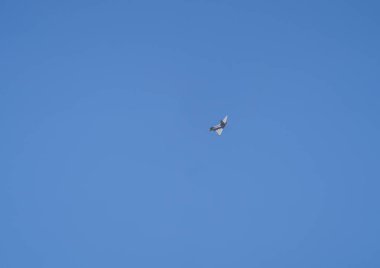 Mavi gökyüzü arka plan üzerinde uçan martı