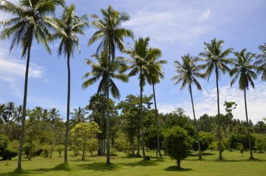 Mavi gökyüzü ve beyaz bulutlu hindistan cevizi ağaçları