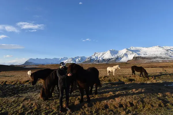 Kafkasların dağlarında otlayan inek sürüsü.