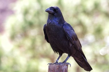 Parkta siyah bir karga