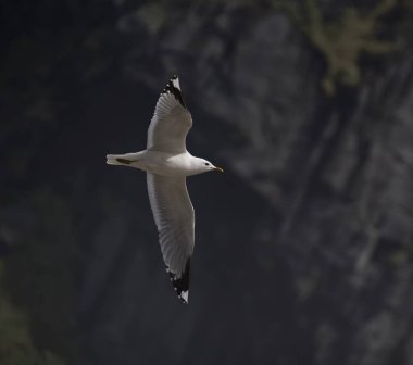 Norveç 'te kayanın üzerinde uçan bir martı..
