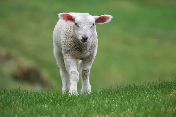 Tarlada beyaz kuzular