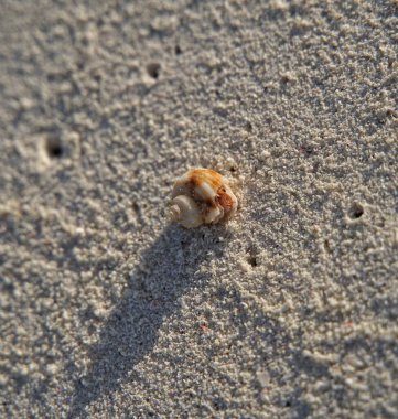 Kumsalda deniz kabuğu