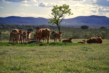 Sığır sürüsü mera üzerinde