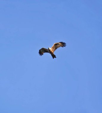 Kuş gökyüzünde uçuyor.