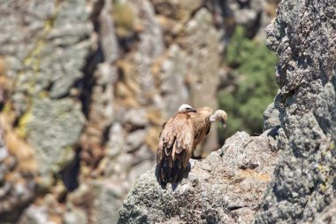 Doğadaki güzel kuşun manzarası
