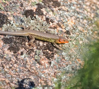 Bir kayanın üzerindeki kertenkelenin yakın çekimi.