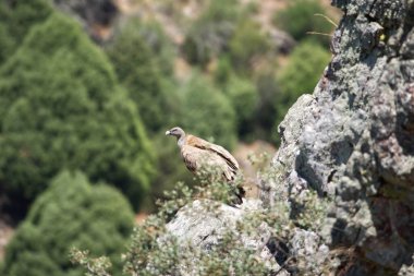 Ormandaki kuşun dikey görüntüsü.