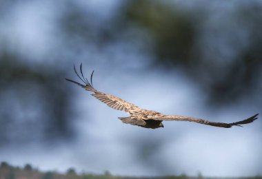 Beyaz kuyruklu kartal (Haliaeetus albicilla )