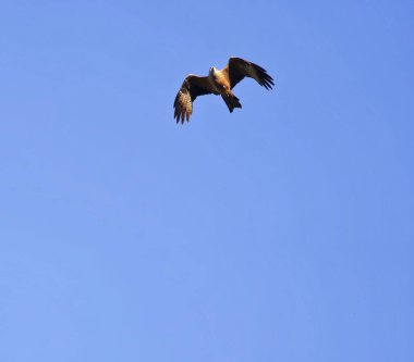 Gökyüzünde bir kuş