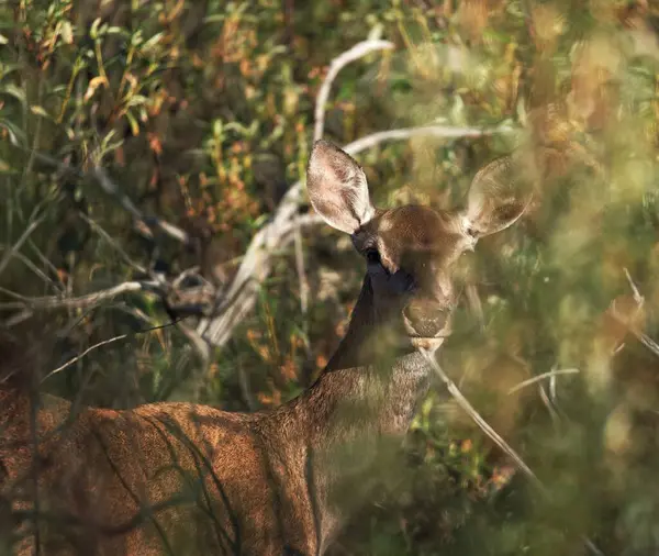 Ormanda boynuzlu geyik, vahşi yaşam