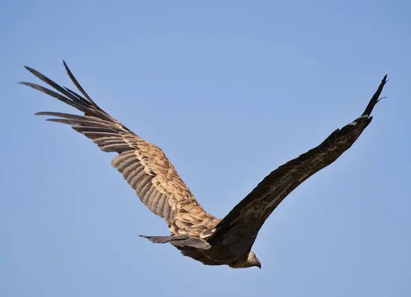 kartal gökyüzünde arka planda uçuyor