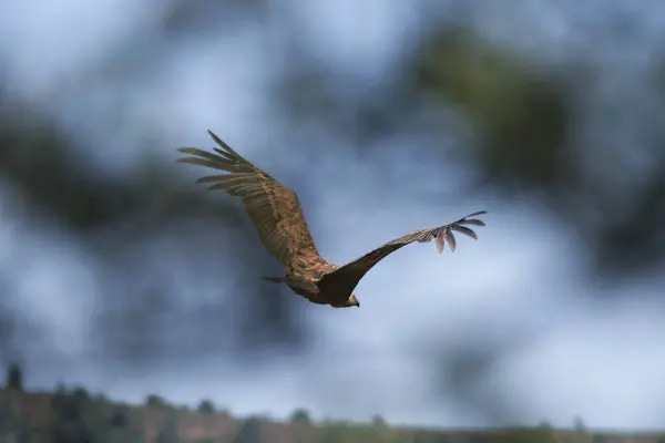 kırmızı uçurtma (vus milvus )